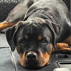 Photo of Rex