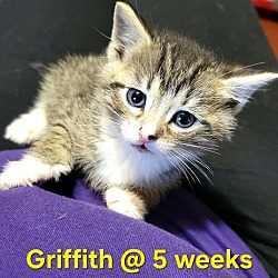 Thumbnail photo of Griffith (Camp Kikiwaka litter Kitten # 2) #2