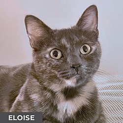 Thumbnail photo of Eloise #1