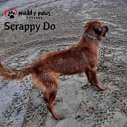 Photo of Scrappy Do (Courtesy Post)