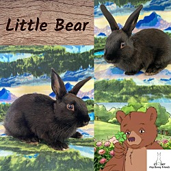 Thumbnail photo of Little Bear #1