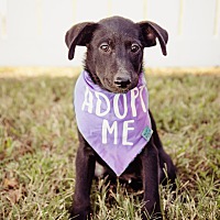adopt a pet