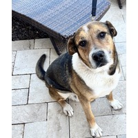 adopt-pet