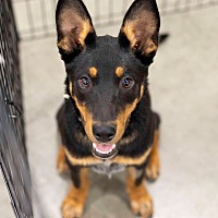adopt a pet