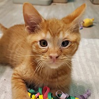 adopt-pet