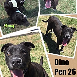 Thumbnail photo of Dino (Pen 26) #3