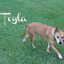Photo of Teyla (Loxahatchee, FL)