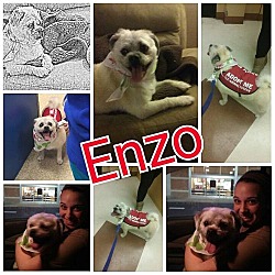 Thumbnail photo of Enzo #1