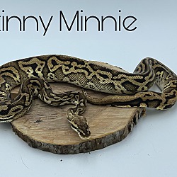 Photo of Skinny Minnie