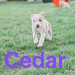 Thumbnail photo of Cedar #2