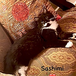 Thumbnail photo of Sashimi - Courtesy Post #2