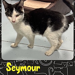 Photo of Seymour
