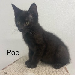Thumbnail photo of Poe #2
