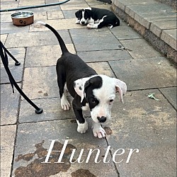 Thumbnail photo of Hunter #2