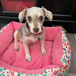 Thumbnail photo of Poppy - Pending Adoption #4