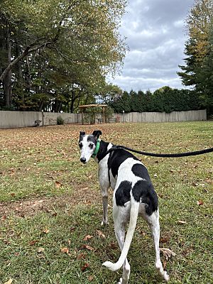 Swanzey, Nh - Greyhound. Meet Mars A Pet For Adoption - Adoptapet.com