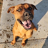 adopt a pet