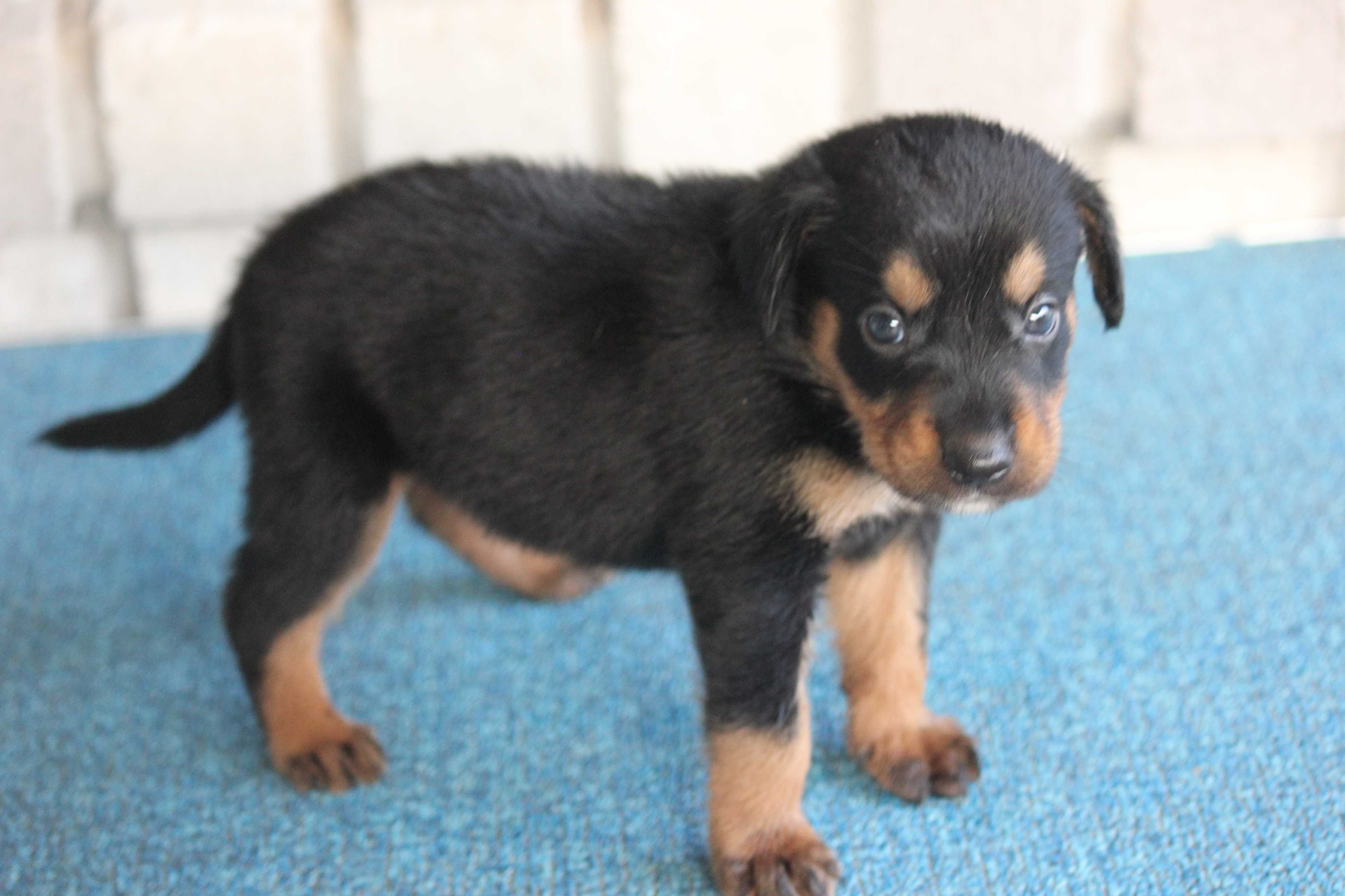 catahoula rottweiler