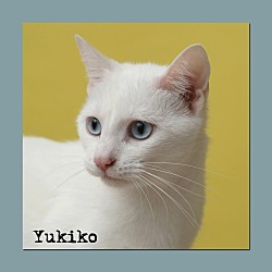 Thumbnail photo of Yukiko #1