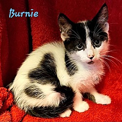 Thumbnail photo of Burnie #2
