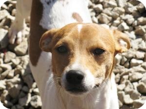 basenji and beagle mix
