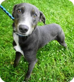 Lincolnton Nc Weimaraner Meet Baby A Pet For Adoption Lincolnton Nc Weimaraner Meet Baby