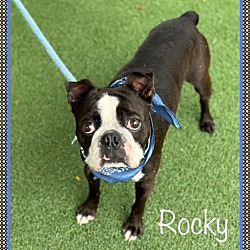 Thumbnail photo of ROCKY(R) #4