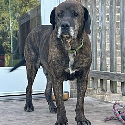 Thumbnail photo of Hunter (9yo, 91lbs) #1