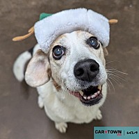adopt a pet