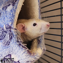 bonded pet photo
