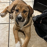 adopt a pet