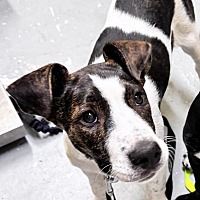 adopt a pet