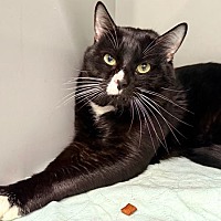 adopt a pet