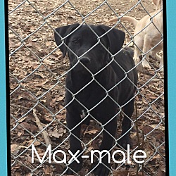 Thumbnail photo of Max (Pom) #1