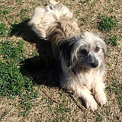 Thumbnail photo of Pedro/Santuary Dog #4