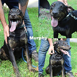 Photo of Murphy