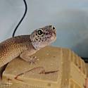 Adopt a Pet :: Paprika - Raytown, MO -  Gecko