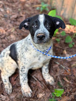 Taylors, SC - Australian Shepherd/Labrador Retriever. Meet Tillman a ...