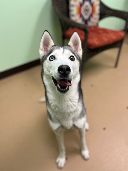 Xenia, OH - Husky. Meet Sasha a Pet for Adoption - AdoptaPet.com