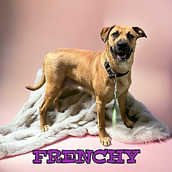 Photo of Frenchy