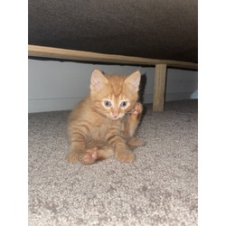 Thumbnail photo of Orange Kitten #3