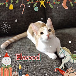 Thumbnail photo of Elwood #4