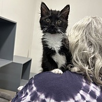 adopt a pet