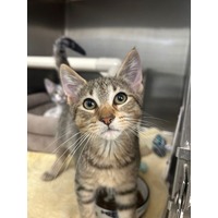 adopt-pet