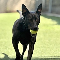 adopt a pet