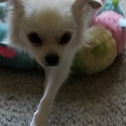 Thumbnail photo of Peaches-ADOPTED #3