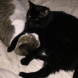 Domestic Shorthair Kittens For Sale In Cottage Grove Minnesota