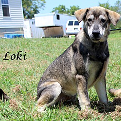 Thumbnail photo of Loki~adopted! #1