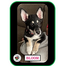 Thumbnail photo of Bloom UPDATED (Molloys Litter) #1