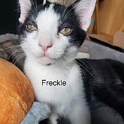 Photo of Freckle